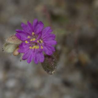 Purple Geranium Splendor