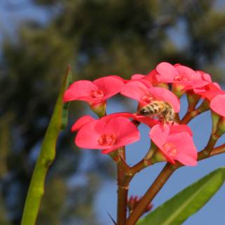 Bee Nectar Gathering on Pink Geraniums