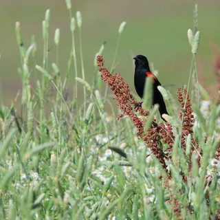 Tricolored Blackbird Perched Among Wildflower Grasses