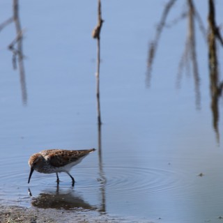 Dunlin Foraging in Shallow Wetland Waters