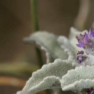Purple Geranium in Frosty Weather