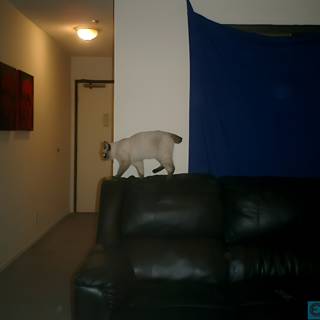 Feline King of the Living Room