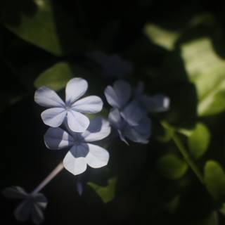 Blue Geranium Flower in the Sun