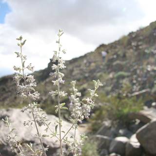 Wildflowers in the Desert Scene
