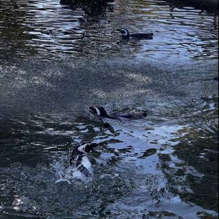 Swimming with the Penguins