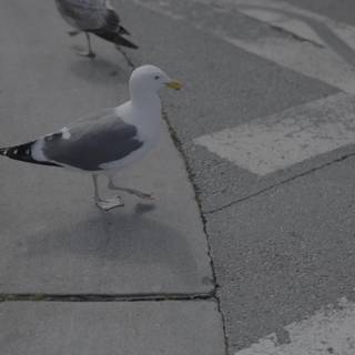 Urban Seagull