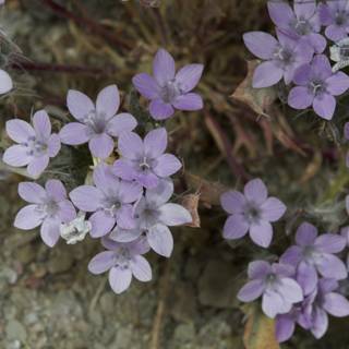 Purple Geraniums in Bloom
