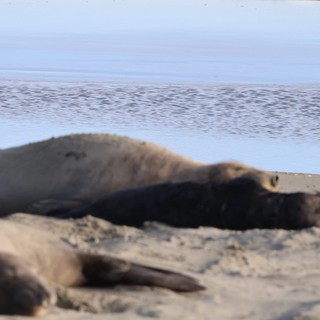 Elephant Seals Resting at Drakes Beach Shore