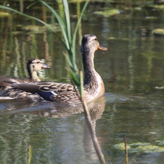 Female Mallard Ducks Swimming in Wetland Pond