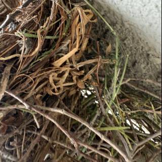 Nature's Artistry: A Bird's Nest Up Close