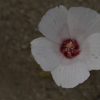Geranium Blossom