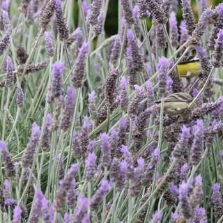 lavender garden or farm