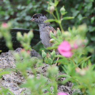 House Sparrow Perched Among Garden Flowers and Foliage