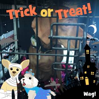 Trick or Treat Pooch in a Cage