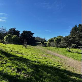 Serene Pathway in the Grassy Field