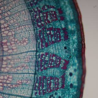 Inner Space: A Close Up of a Plant Cell