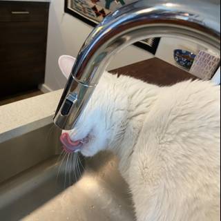 Thirsty Kitty in San Francisco