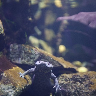 aquarium or wildlife center