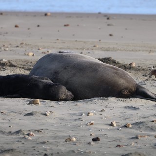 Mother Elephant Seal and Pup Resting on Beach