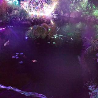 Enchanted Waters of Ruth Bancroft Garden