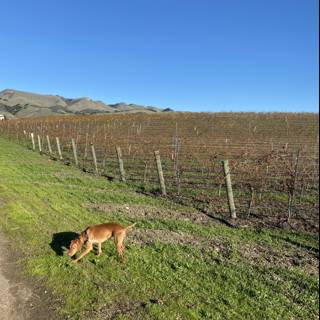 Pup in the Pasture