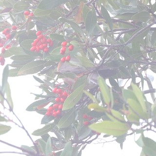 Bird Foraging Among Red Berries in Foggy Light
