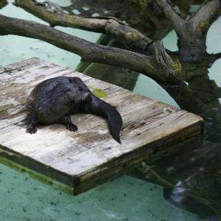 Otter on a Wooden Platform