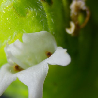 Delicate White Flower Petals in Extreme Macro Detail