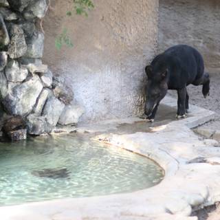 Black Bear Admiring the Fountain