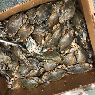 Blue Crabs Ready to be Devoured