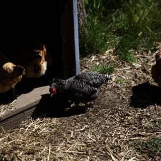 Chickens in the Shed - Regenerative Agriculture Class 2023