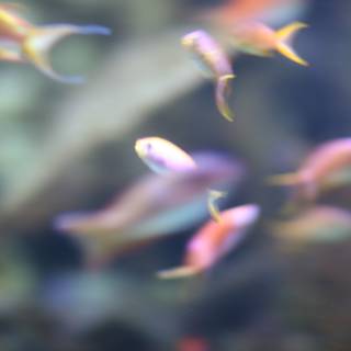 Blurred Aquatic Wonders