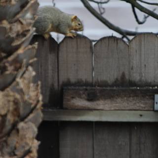 Inquisitive Squirrel Peering over the Fence