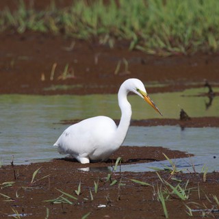 Great Egret Foraging in Shallow Wetland Waters