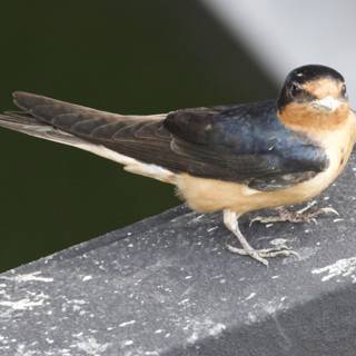 A Moment with a Swallow