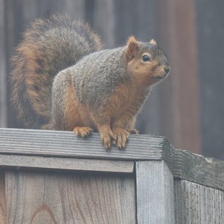 Alert Fox Squirrel Perched on Weathered Wooden Fence