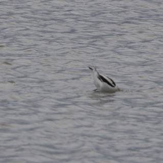 Dancing Avocets of San Pablo Bay
