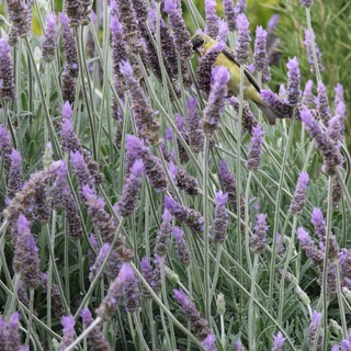 Yellow Wagtail Foraging Among Purple Lavender Blooms