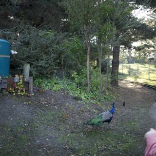 A Young Explorer's Encounter: Boy Meets Peacock at SF Zoo
