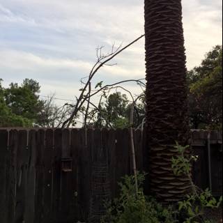 Majestic Palm Tree in an Altadena Backyard