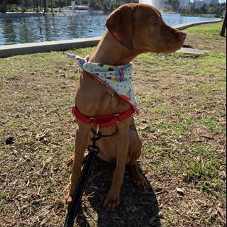 Red Bandana Pup in the Park