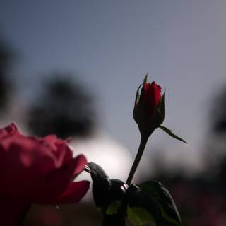 Radiant Rose in the Sun
