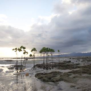 Serene Mangrove Grove on a Muddy Shoreline