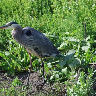 Great Blue Heron Foraging in Wetland Vegetation
