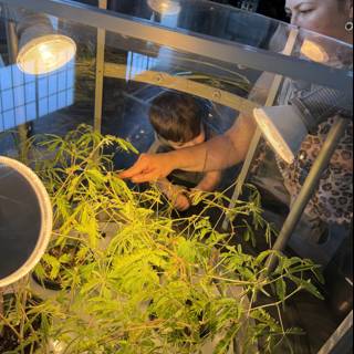 Curious Glimpses at the Greenhouse