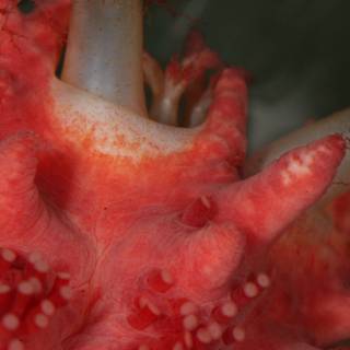 Red Coral Speckled with White Spots