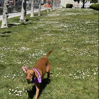 Canine in a Field of Flowers