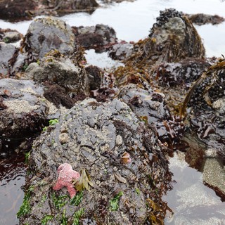 Pink Starfish Clinging to Rocky Intertidal Tide Pool