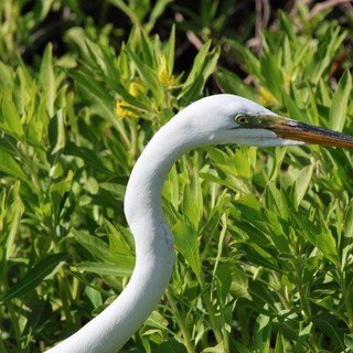 Great Egret Portrait in Vibrant Green Foliage