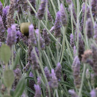 Lavender Field with Greenfinch in Soft Focus